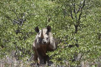 Black rhino in Kunene region