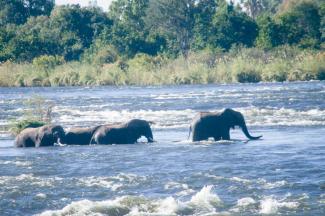 Elephants crossing the Zambezi River between Zimbabwe and Zambia within KAZA. 