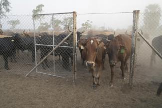 Predator-proof kraals keep cattle safe at night