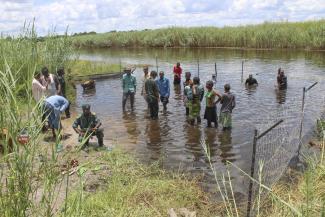 A crocodile proof fence in Zambia helps to protect people and livestock