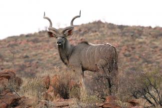 A mature kudu bull